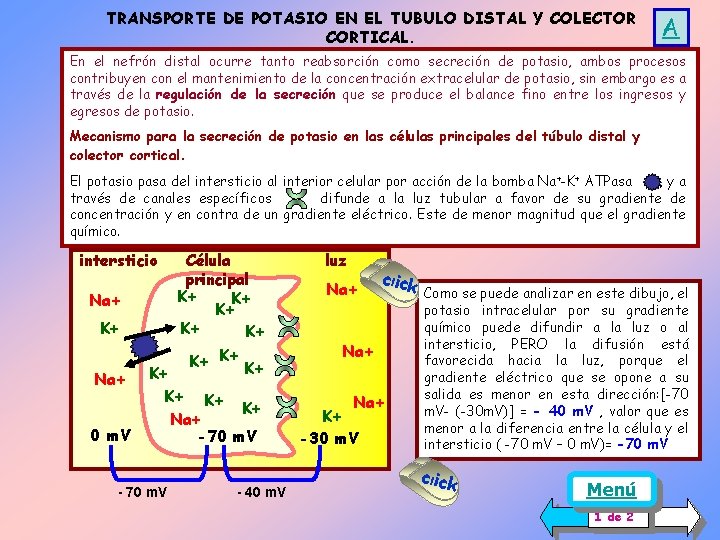TRANSPORTE DE POTASIO EN EL TUBULO DISTAL Y COLECTOR CORTICAL. A En el nefrón