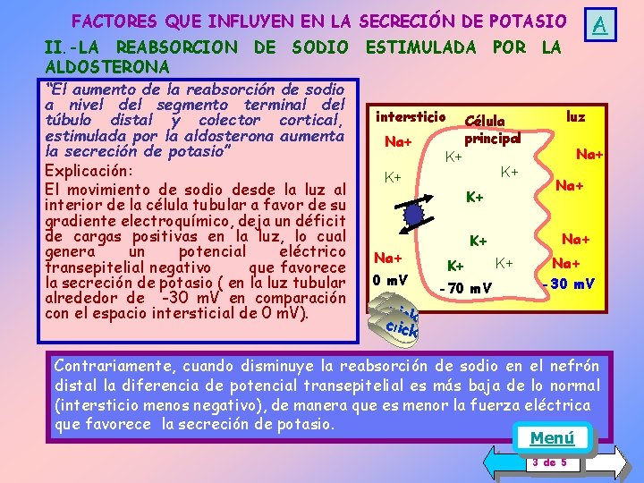 A FACTORES QUE INFLUYEN EN LA SECRECIÓN DE POTASIO II. -LA REABSORCION DE SODIO