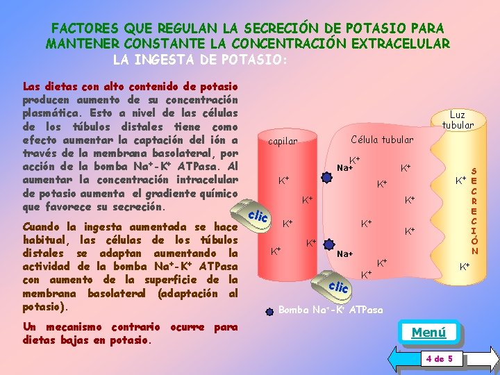 FACTORES QUE REGULAN LA SECRECIÓN DE POTASIO PARA MANTENER CONSTANTE LA CONCENTRACIÓN EXTRACELULAR LA