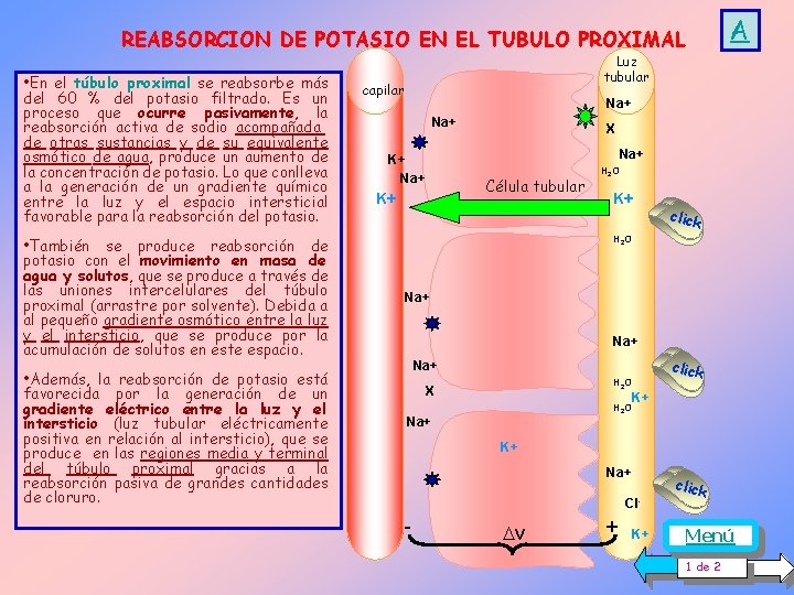 A REABSORCION DE POTASIO EN EL TUBULO PROXIMAL • En el túbulo proximal se