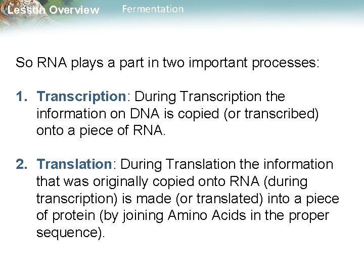 Lesson Overview Fermentation So RNA plays a part in two important processes: 1. Transcription: