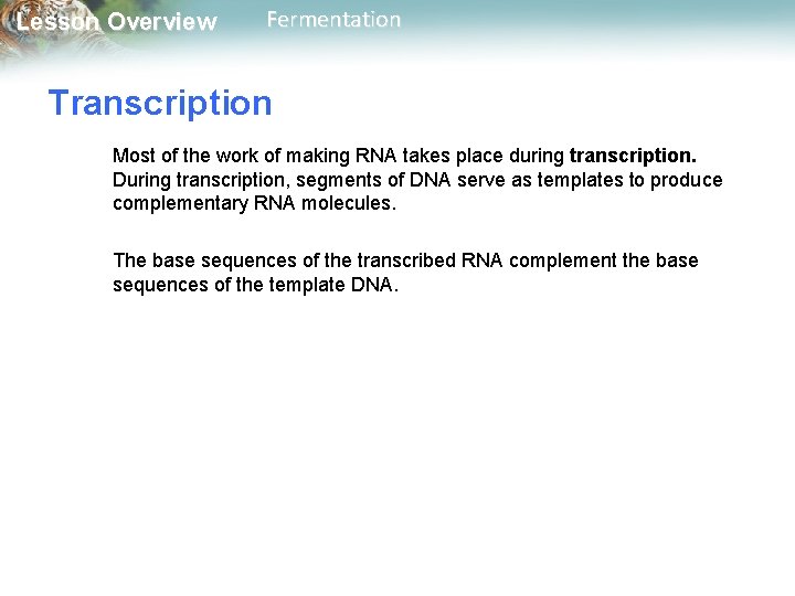 Lesson Overview Fermentation Transcription Most of the work of making RNA takes place during