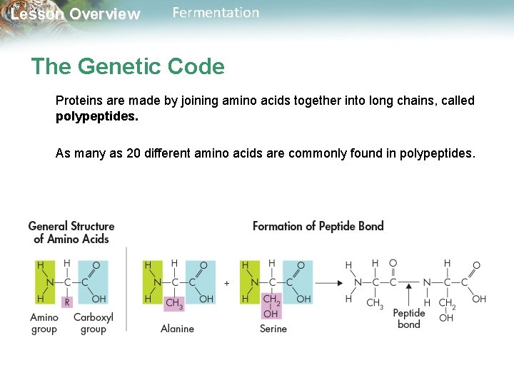 Lesson Overview Fermentation The Genetic Code Proteins are made by joining amino acids together