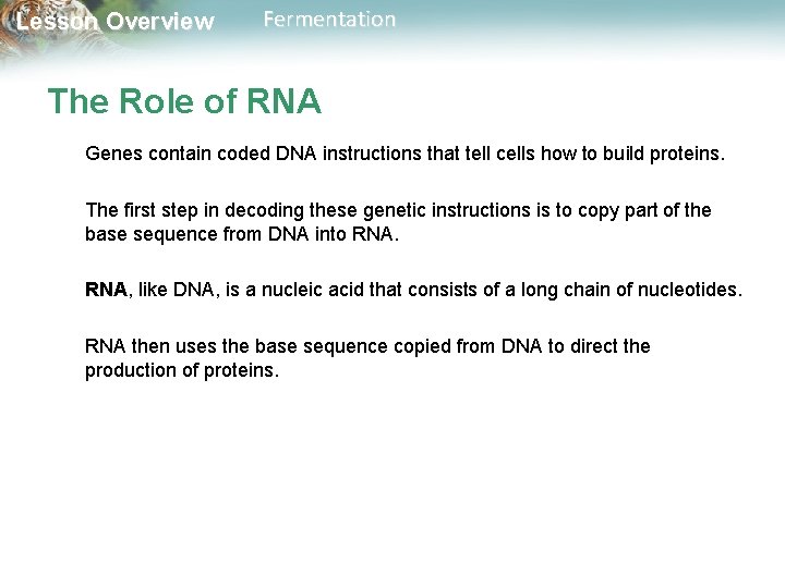 Lesson Overview Fermentation The Role of RNA Genes contain coded DNA instructions that tell