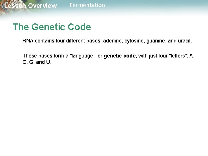 Lesson Overview Fermentation The Genetic Code RNA contains four different bases: adenine, cytosine, guanine,