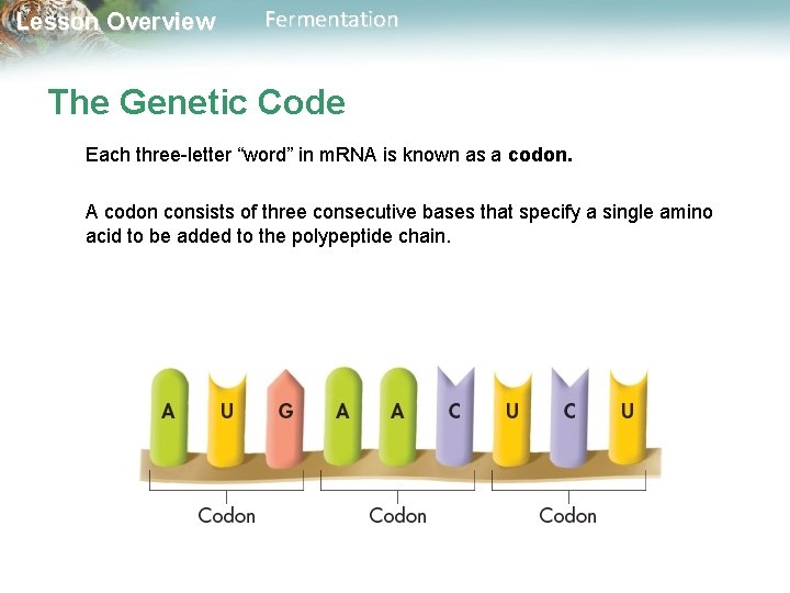 Lesson Overview Fermentation The Genetic Code Each three-letter “word” in m. RNA is known