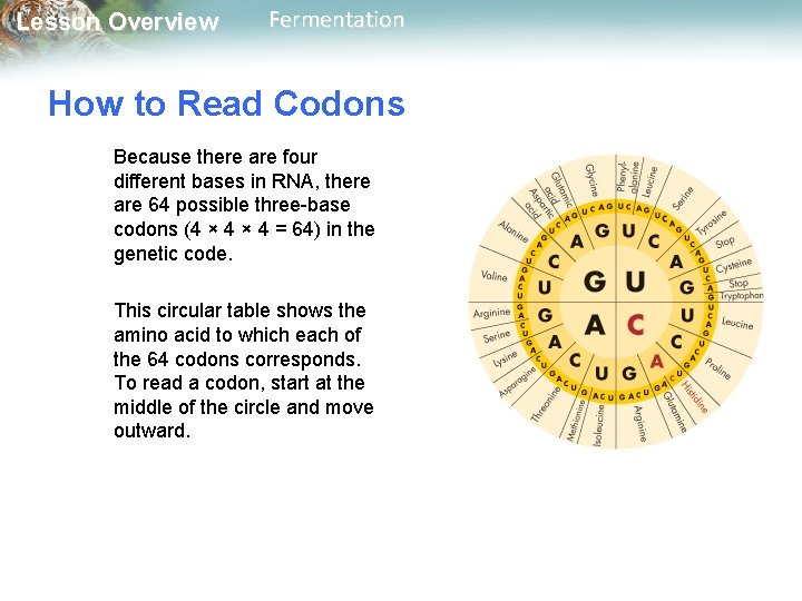 Lesson Overview Fermentation How to Read Codons Because there are four different bases in