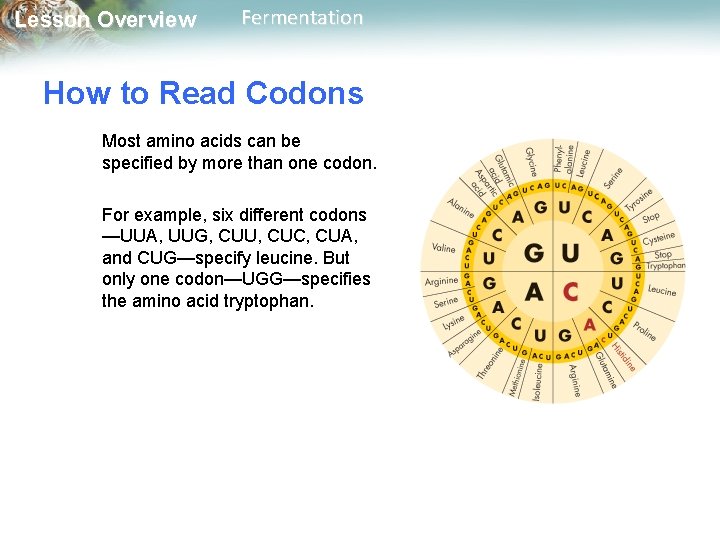 Lesson Overview Fermentation How to Read Codons Most amino acids can be specified by