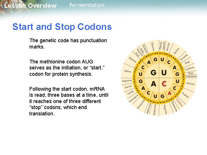 Lesson Overview Fermentation Start and Stop Codons The genetic code has punctuation marks. The