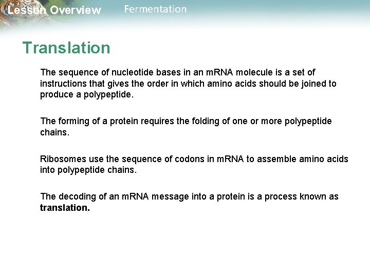 Lesson Overview Fermentation Translation The sequence of nucleotide bases in an m. RNA molecule