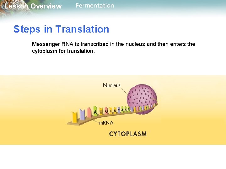 Lesson Overview Fermentation Steps in Translation Messenger RNA is transcribed in the nucleus and