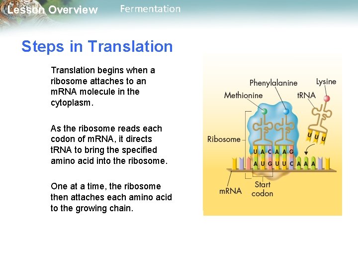Lesson Overview Fermentation Steps in Translation begins when a ribosome attaches to an m.