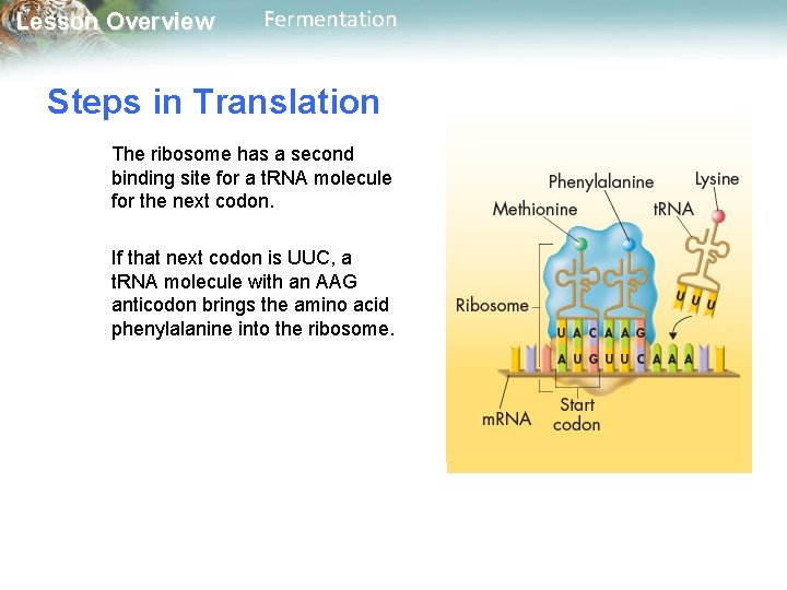 Lesson Overview Fermentation Steps in Translation The ribosome has a second binding site for