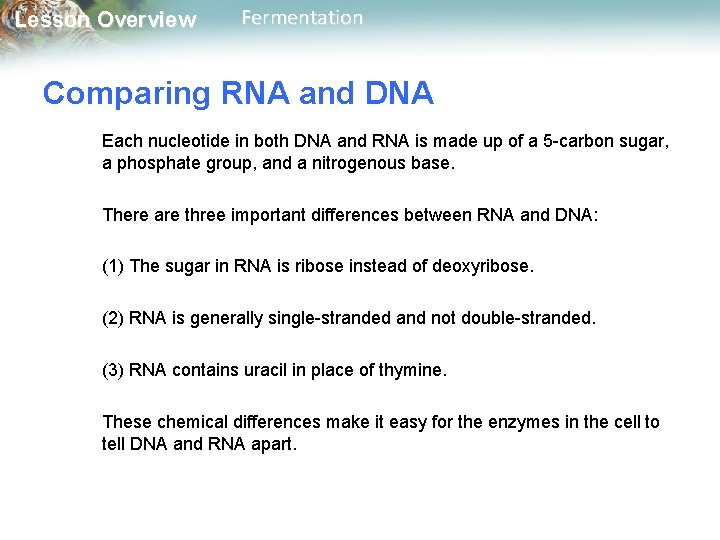 Lesson Overview Fermentation Comparing RNA and DNA Each nucleotide in both DNA and RNA
