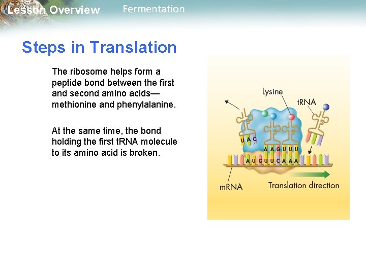 Lesson Overview Fermentation Steps in Translation The ribosome helps form a peptide bond between