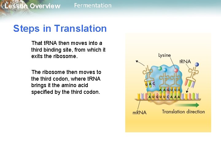 Lesson Overview Fermentation Steps in Translation That t. RNA then moves into a third