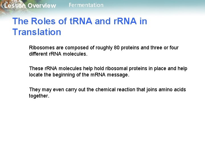 Lesson Overview Fermentation The Roles of t. RNA and r. RNA in Translation Ribosomes