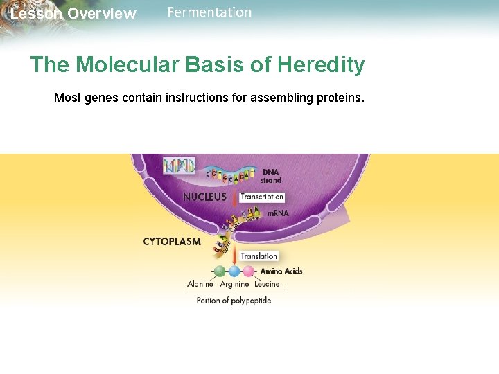 Lesson Overview Fermentation The Molecular Basis of Heredity Most genes contain instructions for assembling