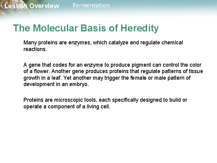 Lesson Overview Fermentation The Molecular Basis of Heredity Many proteins are enzymes, which catalyze