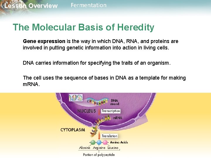 Lesson Overview Fermentation The Molecular Basis of Heredity Gene expression is the way in
