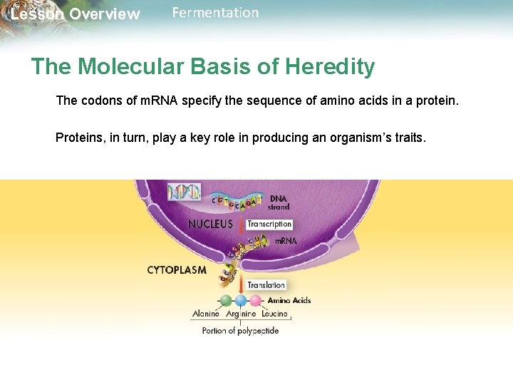 Lesson Overview Fermentation The Molecular Basis of Heredity The codons of m. RNA specify