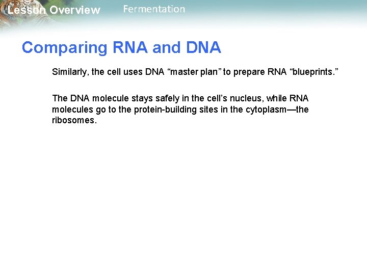 Lesson Overview Fermentation Comparing RNA and DNA Similarly, the cell uses DNA “master plan”