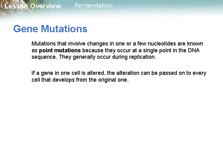 Lesson Overview Fermentation Gene Mutations that involve changes in one or a few nucleotides