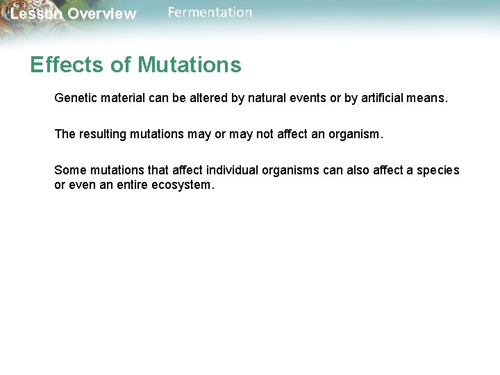 Lesson Overview Fermentation Effects of Mutations Genetic material can be altered by natural events