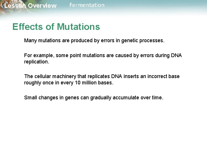 Lesson Overview Fermentation Effects of Mutations Many mutations are produced by errors in genetic