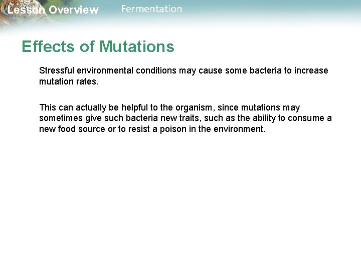 Lesson Overview Fermentation Effects of Mutations Stressful environmental conditions may cause some bacteria to