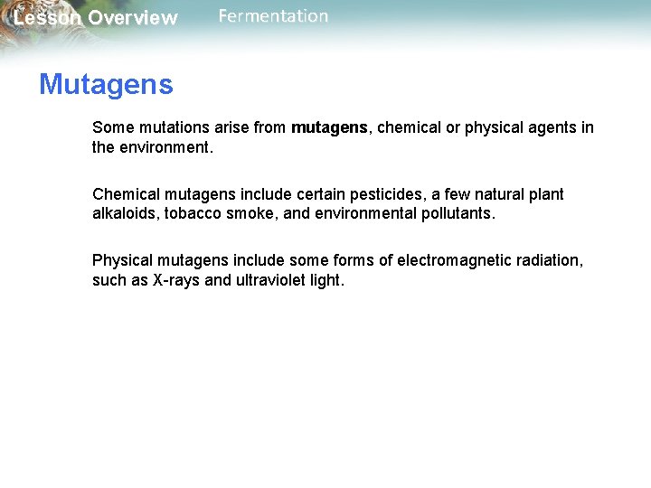 Lesson Overview Fermentation Mutagens Some mutations arise from mutagens, chemical or physical agents in