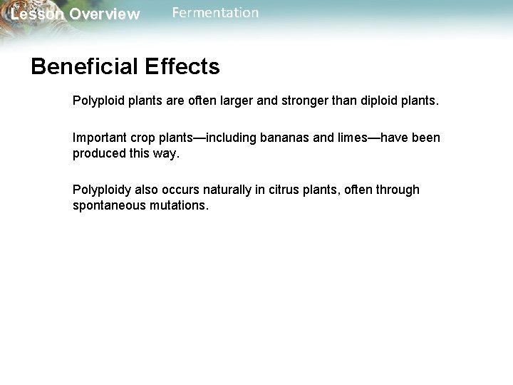 Lesson Overview Fermentation Beneficial Effects Polyploid plants are often larger and stronger than diploid