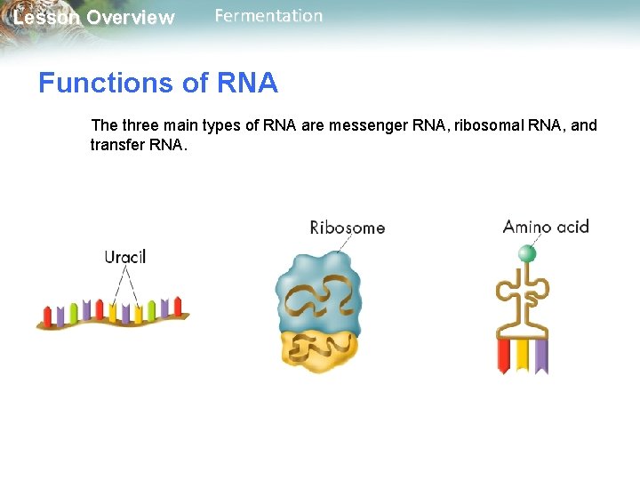 Lesson Overview Fermentation Functions of RNA The three main types of RNA are messenger