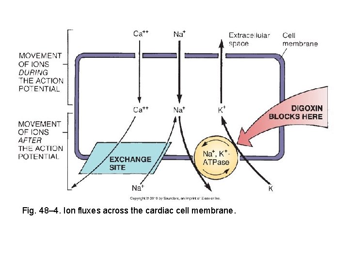 Fig. 48– 4. Ion fluxes across the cardiac cell membrane. 