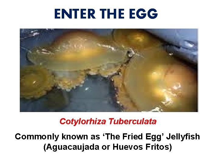 ENTER THE EGG Cotylorhiza Tuberculata Commonly known as ‘The Fried Egg’ Jellyfish (Aguacaujada or