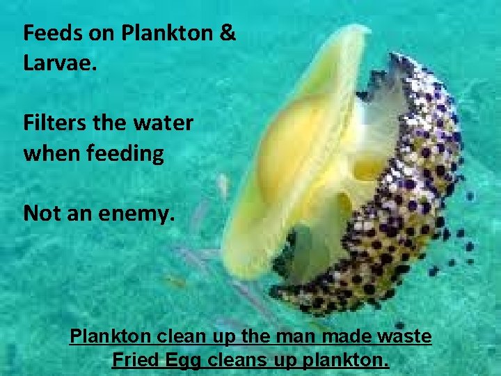 Feeds on Plankton & Larvae. Filters the water when feeding Not an enemy. Plankton
