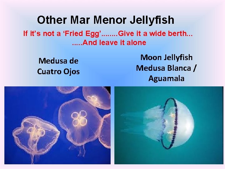 Other Mar Menor Jellyfish If it’s not a ‘Fried Egg’. . . . Give