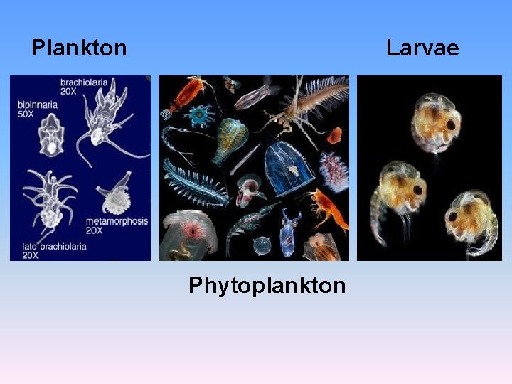 Plankton Larvae Phytoplankton 