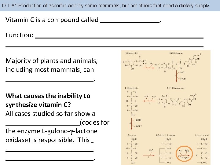 D. 1. A 1 Production of ascorbic acid by some mammals, but not others D. 1. A 1 Production of ascorbic acid by some mammals, but not others