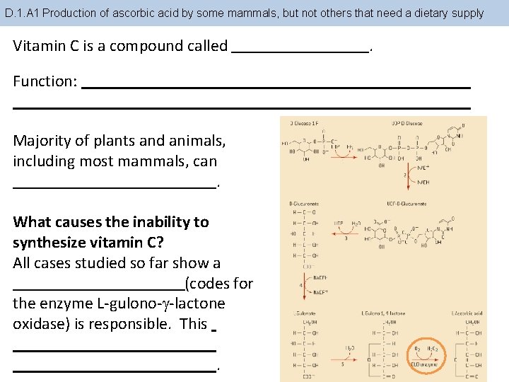 D. 1. A 1 Production of ascorbic acid by some mammals, but not others