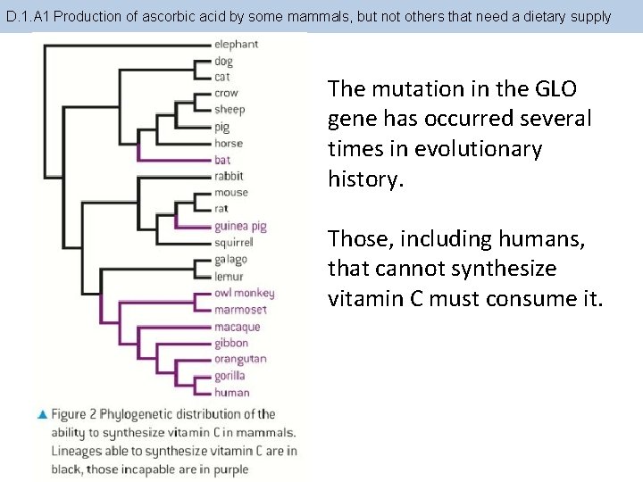 D. 1. A 1 Production of ascorbic acid by some mammals, but not others