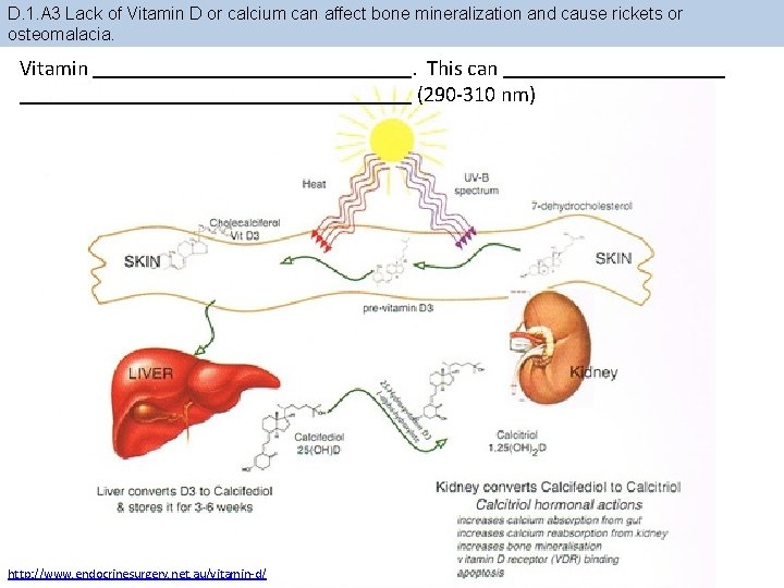 D. 1. A 3 Lack of Vitamin D or calcium can affect bone mineralization