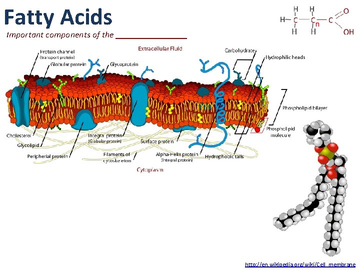 Fatty Acids Important components of the http: //en. wikipedia. org/wiki/Cell_membrane 