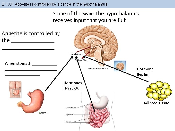 D. 1. U 7 Appetite is controlled by a centre in the hypothalamus. Some