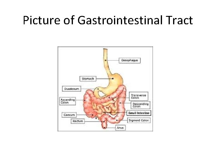 Picture of Gastrointestinal Tract 