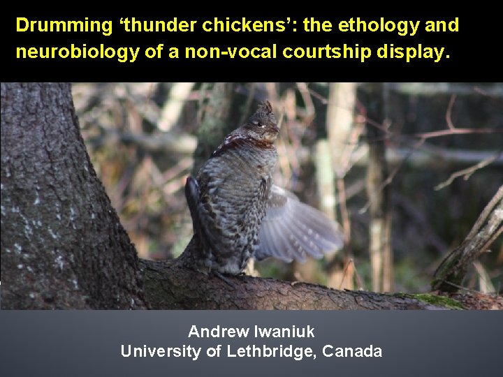 Drumming ‘thunder chickens’: the ethology and neurobiology of a non-vocal courtship display. Andrew Iwaniuk