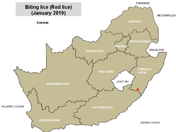 Biting lice (Red lice) (January 2019) Kokstad jkccff 