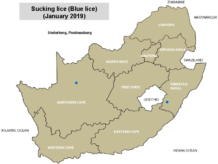 Sucking lice (Blue lice) (January 2019) jkccff Underberg, Postmasburg 