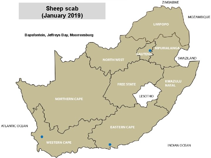 Sheep scab (January 2019) jkccff Bapsfontein, Jeffreys Bay, Moorreesburg 