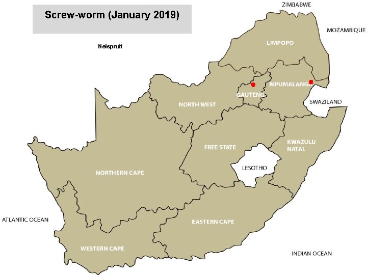 Screw-worm (January 2019) Nelspruit jkccff 